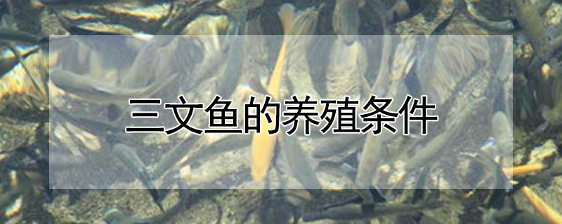 三文魚可以淡水養殖嗎