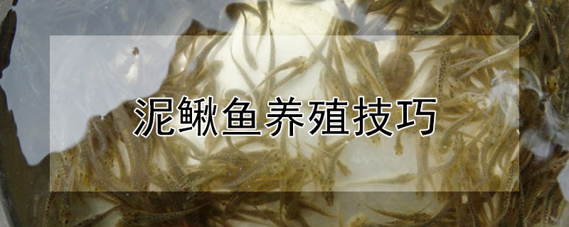 泥鰍魚(yú)養(yǎng)殖技巧