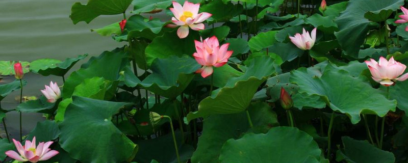 西湖荷花什么時候開花