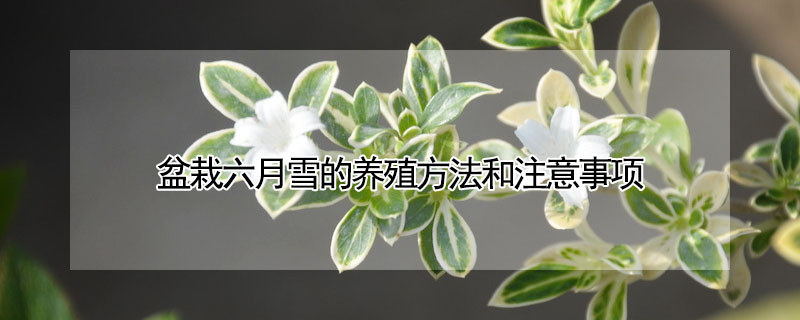 盆栽六月雪的養殖方法和注意事項