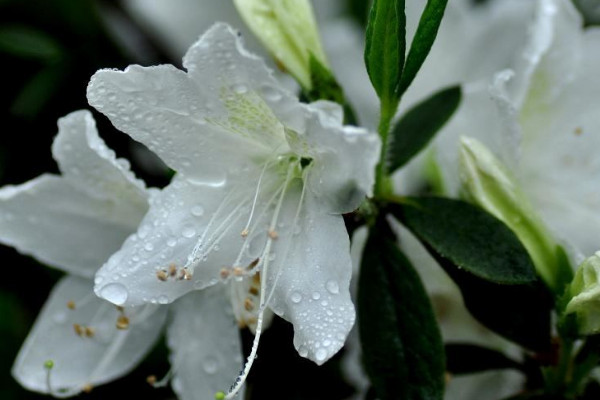 杜鵑花幾月開花