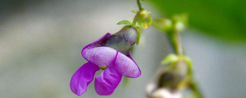 豆角開花期能澆水嗎