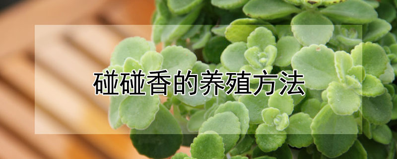 碰碰香的養(yǎng)殖方法