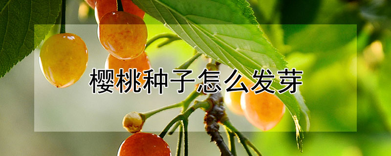 櫻桃種子怎么發(fā)芽