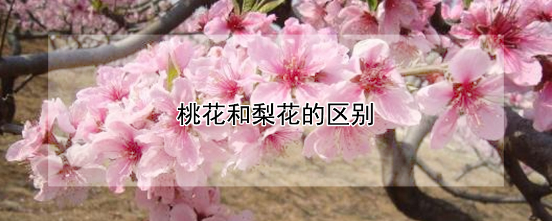 桃花和梨花的區(qū)別