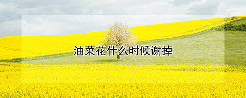 油菜花什么時候謝掉