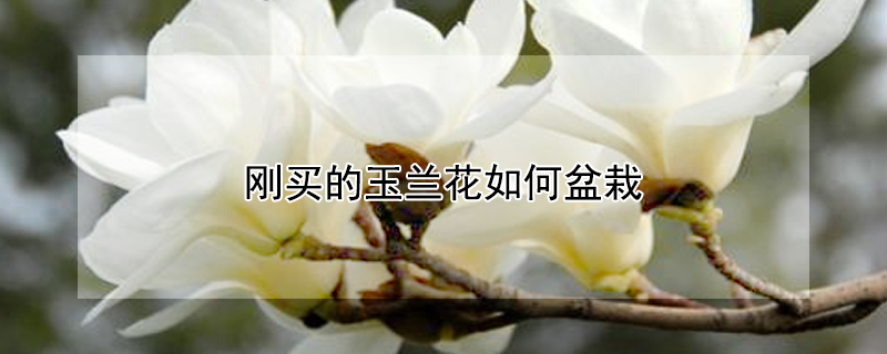 剛買(mǎi)的玉蘭花如何盆栽