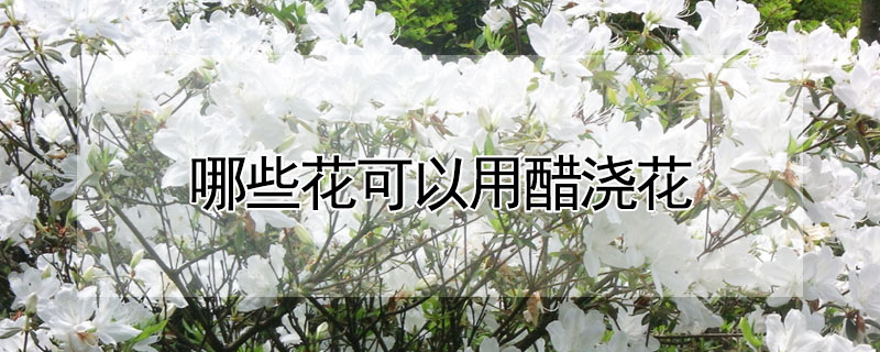 哪些花可以用醋澆花