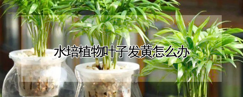 水培植物葉子發黃怎么辦