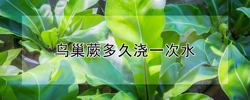 鳥巢蕨多久澆一次水