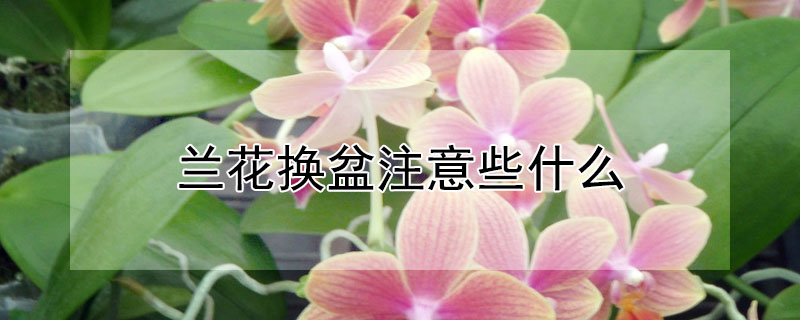 蘭花換盆注意些什么