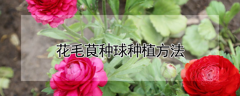 花毛茛種球種植方法