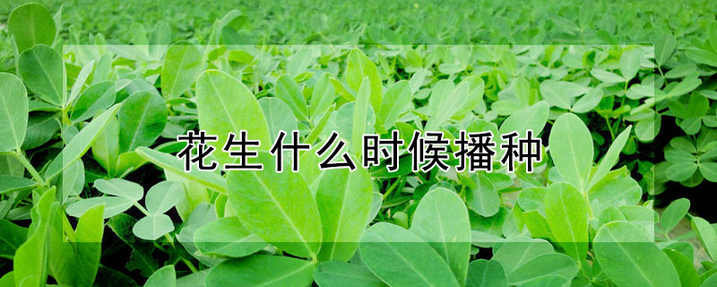 花生什么時候播種