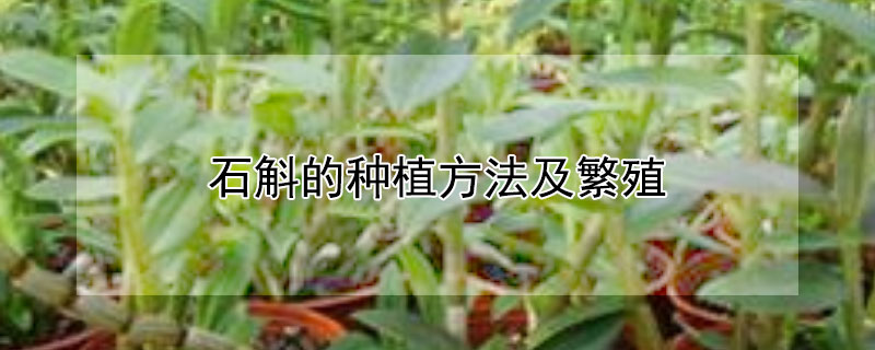 石斛的種植方法及繁殖