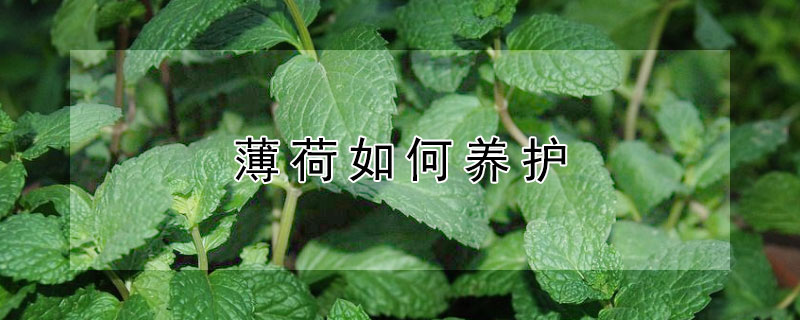 薄荷如何養(yǎng)護(hù)