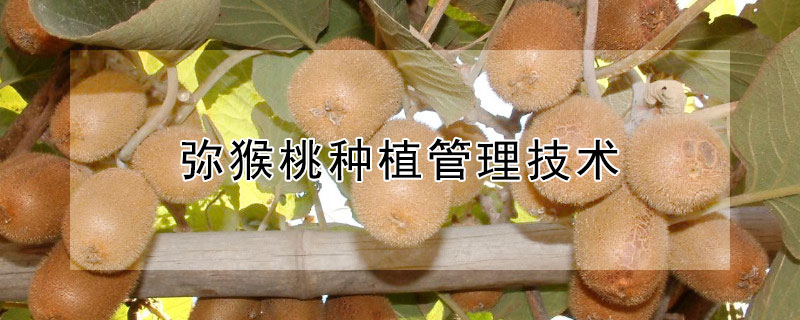 彌猴桃種植管理技術(shù)