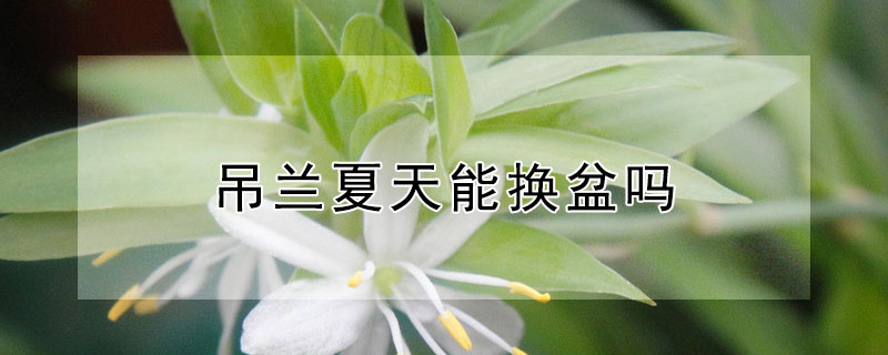 吊蘭夏天能換盆嗎