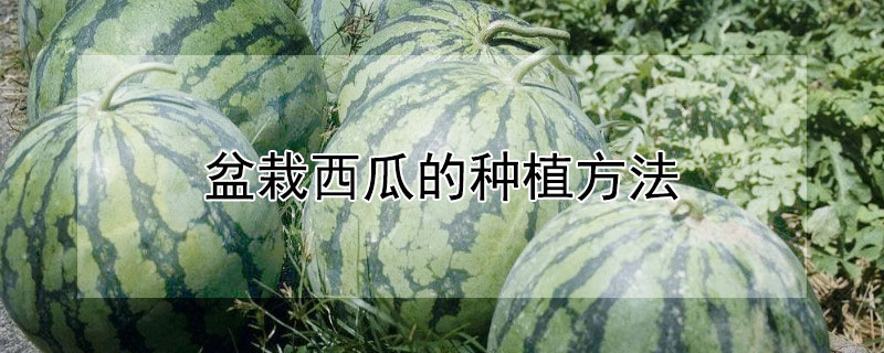 盆栽西瓜的種植方法