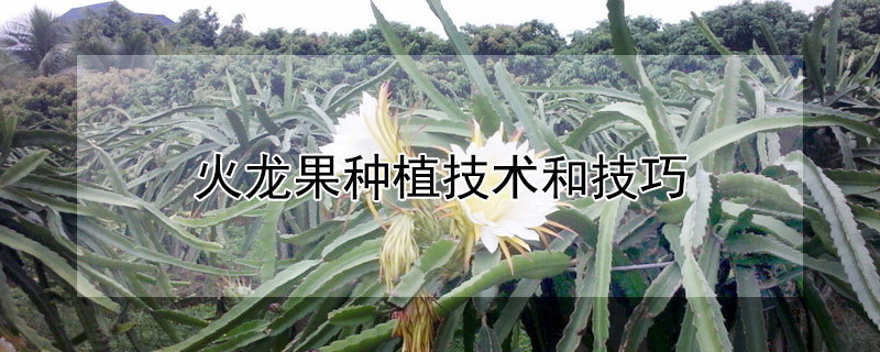 火龍果種植技術和技巧