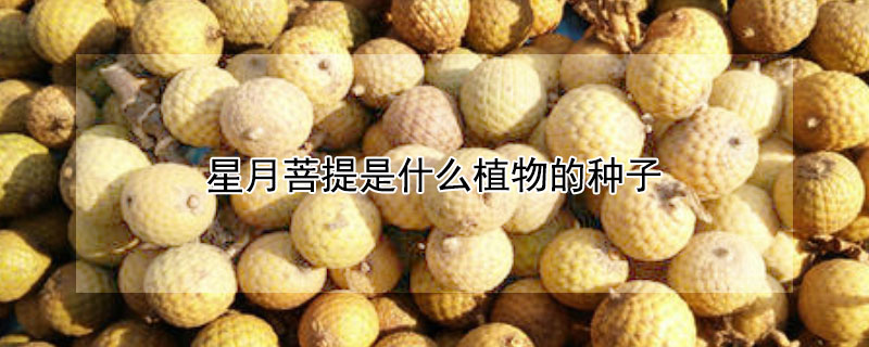 星月菩提是什么植物的種子