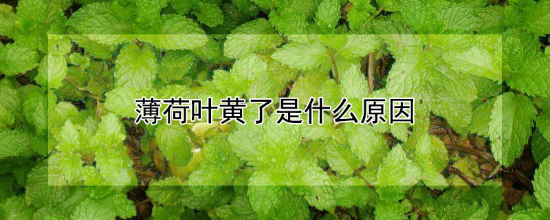 薄荷葉黃了是什么原因