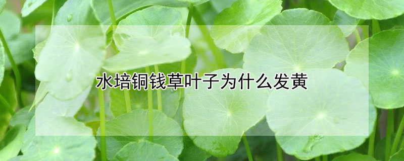 水培銅錢草葉子發黃是什么原因