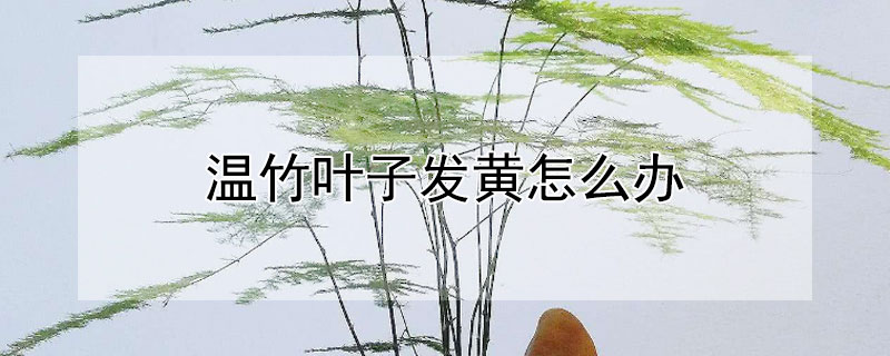 溫竹葉子發黃怎么辦