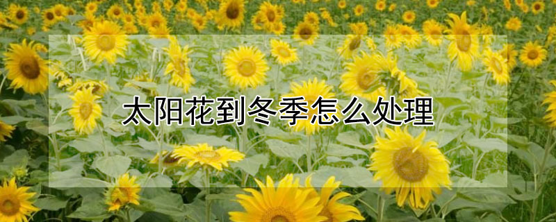 太陽花到冬季怎么處理