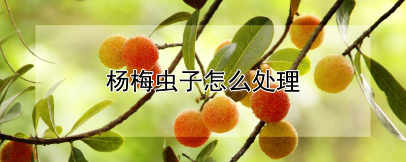 楊梅蟲(chóng)子怎么處理