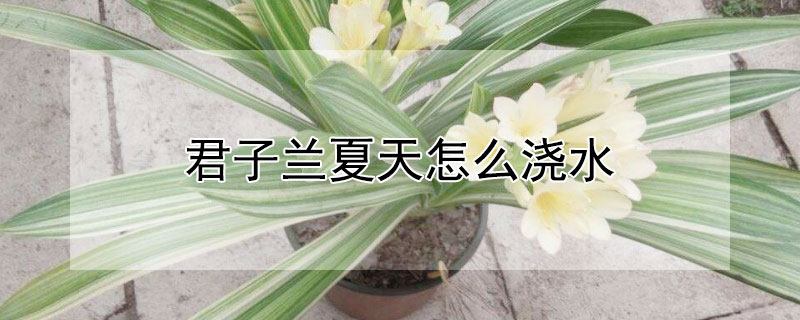 君子蘭夏天怎么澆水