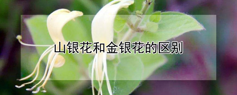 山銀花和金銀花的區(qū)別