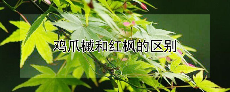 雞爪槭和紅楓的區(qū)別