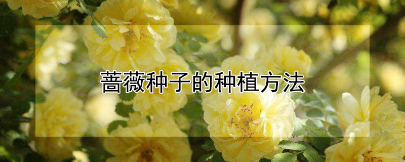 薔薇種子的種植方法