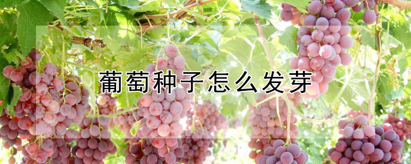 葡萄種子怎么發芽