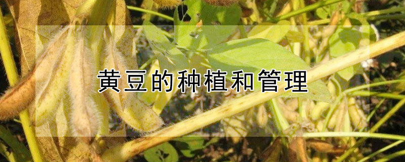 黃豆的種植和管理