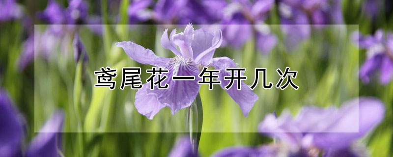 鳶尾花一年開幾次