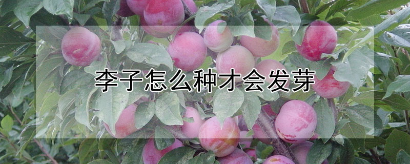 李子怎么種才會發(fā)芽