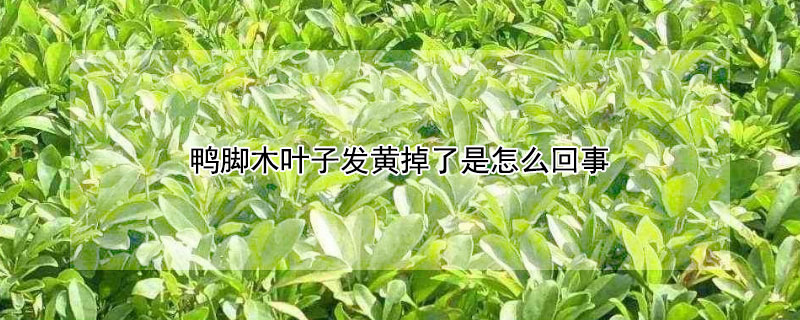 鴨腳木葉子發黃掉了是怎么回事