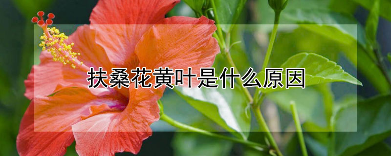 扶桑花黃葉是什么原因