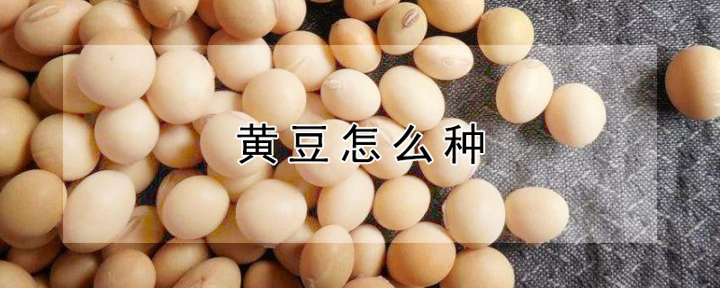 黃豆怎么種