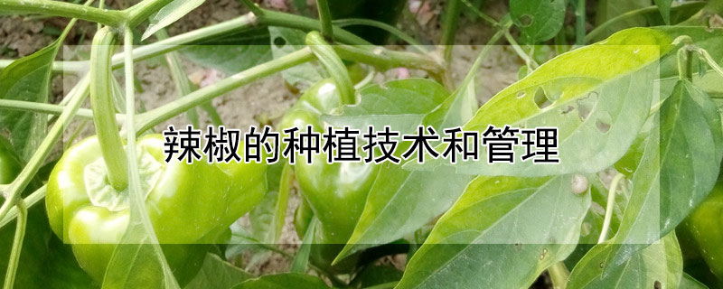 辣椒的種植技術(shù)和管理