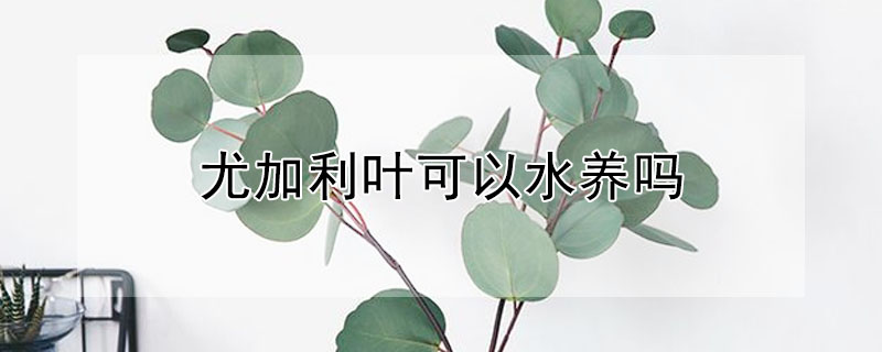 尤加利葉可以水養(yǎng)嗎