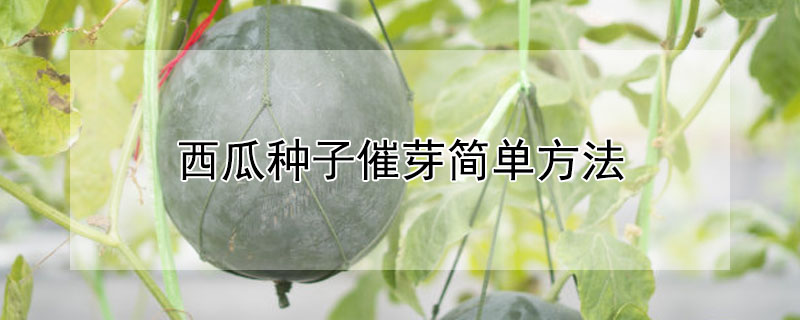 西瓜種子催芽簡單方法