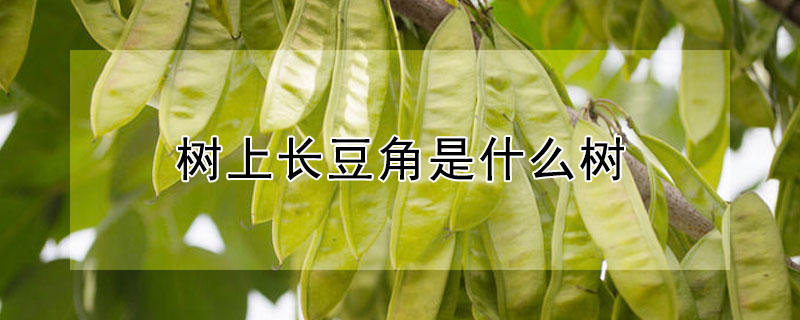 樹上長豆角是什么樹