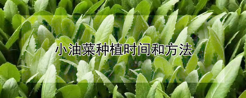 小油菜種植時間和方法