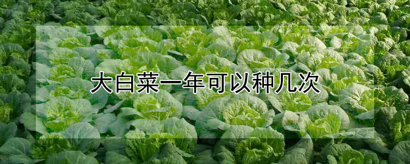 大白菜一年可以種幾次