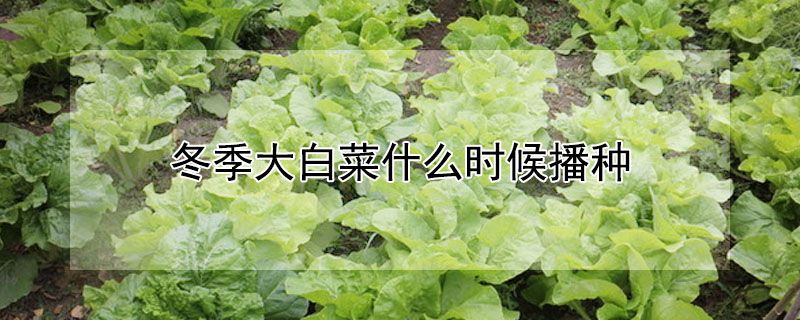 冬季大白菜什么時候播種