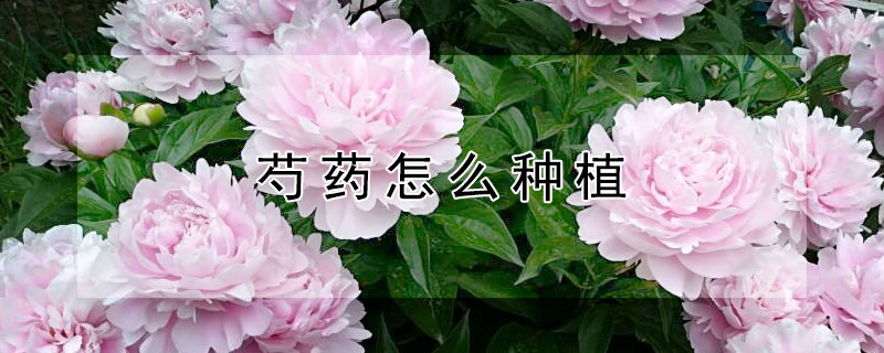 芍藥怎么種植