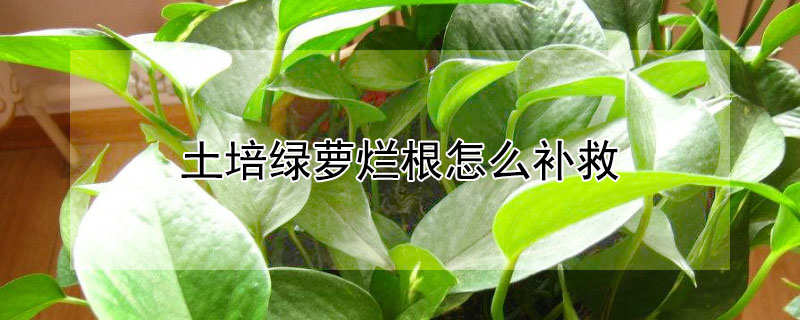 土培綠蘿爛根怎么補救