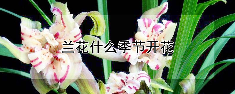 蘭花什么季節(jié)開(kāi)花